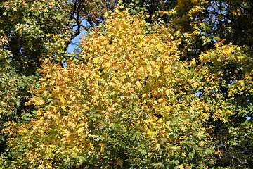 Image showing autumn leaves