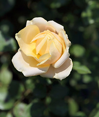 Image showing Roses in the garden