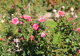 Image showing Roses in the garden