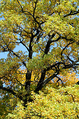 Image showing autumn leaves