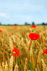 Image showing Grain and poppy field