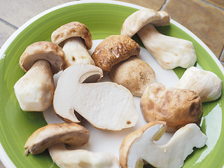 Image showing Porcini Mushroom