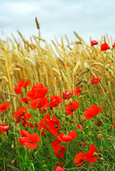 Image showing Grain and poppy field