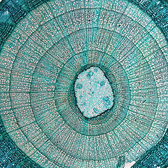 Image showing Tilia stem micrograph