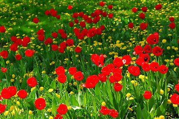 Image showing Flower field