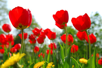 Image showing Tulip flower field