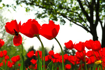 Image showing Tulip flower field