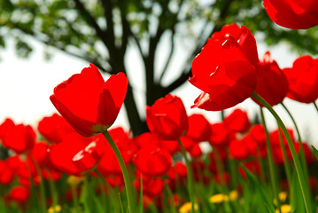 Image showing Tulip flower field