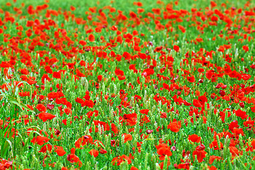 Image showing Grain and poppy field