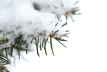 Image showing Snowy branch background