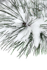 Image showing Snowy branch