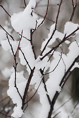 Image showing Snow covered branches