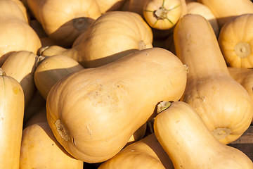 Image showing Butternut Butternuss cucurbita pumpkin pumpkins from autumn harv