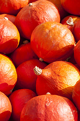 Image showing red roter Hokkaido cucurbita pumpkin pumpkins from autumn harves