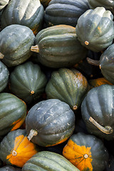 Image showing Mesa Queen Eichelkürbis Winterhorn cucurbita pumpkin pumpkins f