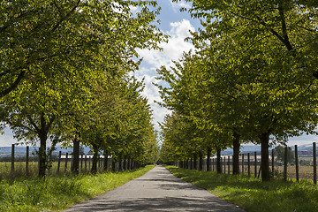 Image showing Rural road lined with leafy green trees