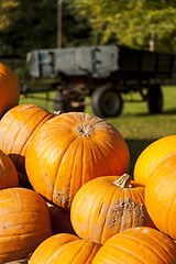 Image showing Halloween big Halloween cucurbita pumpkin pumpkins from autumn h