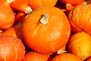 Image showing red roter Hokkaido cucurbita pumpkin pumpkins from autumn harves