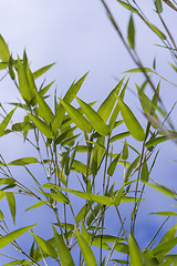 Image showing Close Up of Green Plant Against Cloudy Blue Sky