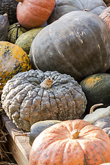 Image showing Different maxima and pepo cucurbita pumpkin pumpkins from autumn