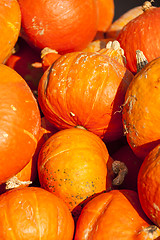 Image showing red roter Hokkaido cucurbita pumpkin pumpkins from autumn harves