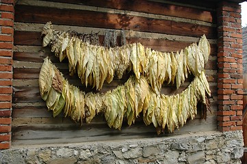 Image showing Tobacco