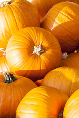 Image showing Halloween big Halloween cucurbita pumpkin pumpkins from autumn h