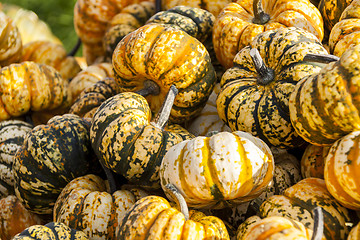 Image showing Sweet Lightning Microwave cucurbita pumpkin pumpkins from autumn