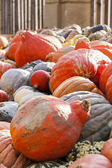 Image showing Different maxima and pepo cucurbita pumpkin pumpkins from autumn