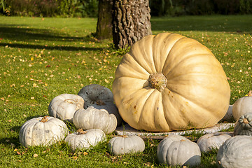 Image showing Cucurbita Maxima Giant Pumpkin cucurbita pumpkin pumpkins from a