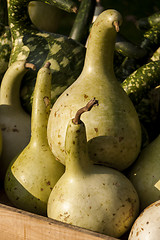 Image showing Kalebassenkürbirs cucurbita pumpkin pumpkins from autumn harves