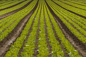 Image showing green cabbage plant field outdoor in summer