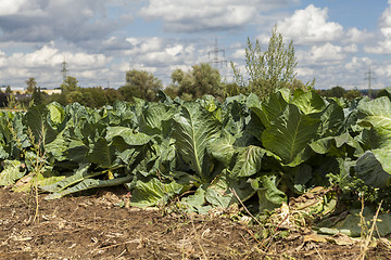 Image showing green cabbage plant field outdoor in summer