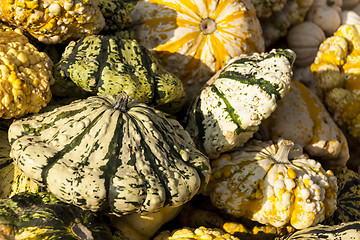 Image showing Warted Patission cucurbita pumpkin pumpkins from autumn harvest