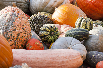Image showing Different maxima and pepo cucurbita pumpkin pumpkins from autumn