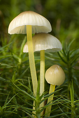 Image showing fungi