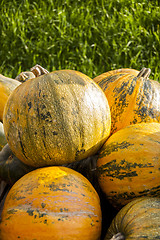 Image showing Oil Lady Godiva cucurbita pumpkin pumpkins from autumn harvest 