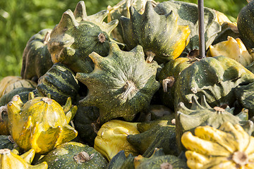 Image showing Krönli Teufelskralle devils cucurbita pumpkin pumpkins from aut