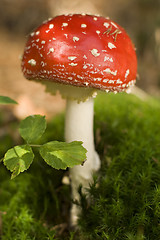 Image showing mushroom