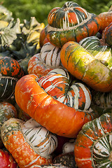 Image showing Bischofsmütze Turk Turban cucurbita pumpkin pumpkins from autum