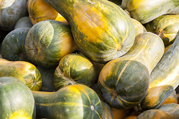 Image showing Sonca cucurbita pumpkin pumpkins from autumn harvest