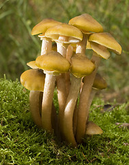 Image showing mushroom