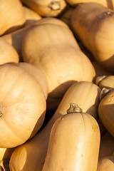 Image showing Butternut Butternuss cucurbita pumpkin pumpkins from autumn harv