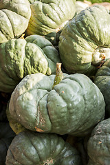 Image showing Triamble Tristar cucurbita pumpkin pumpkins from autumn harvest