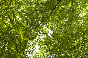 Image showing Sun shining through the green leaves on a tree
