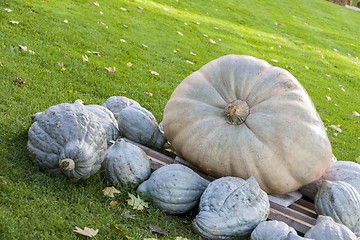 Image showing Cucurbita Maxima Giant Pumpkin cucurbita pumpkin pumpkins from a