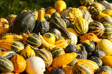 Image showing decoration mini pumpkin cucurbita pumpkin pumpkins from autumn h