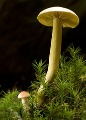 Image showing mushroom