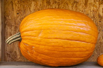 Image showing Halloween big Halloween cucurbita pumpkin pumpkins from autumn h