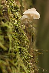 Image showing mushroom